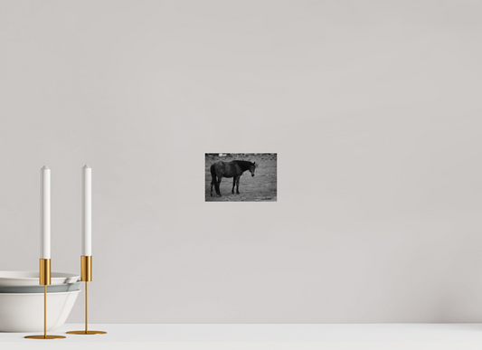 6 x 4″, Photo Print On Fuji Crystal DP II An old friend